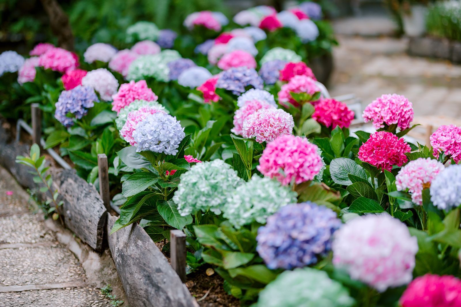 Hydrangeas in bloom in a maintained residential bed