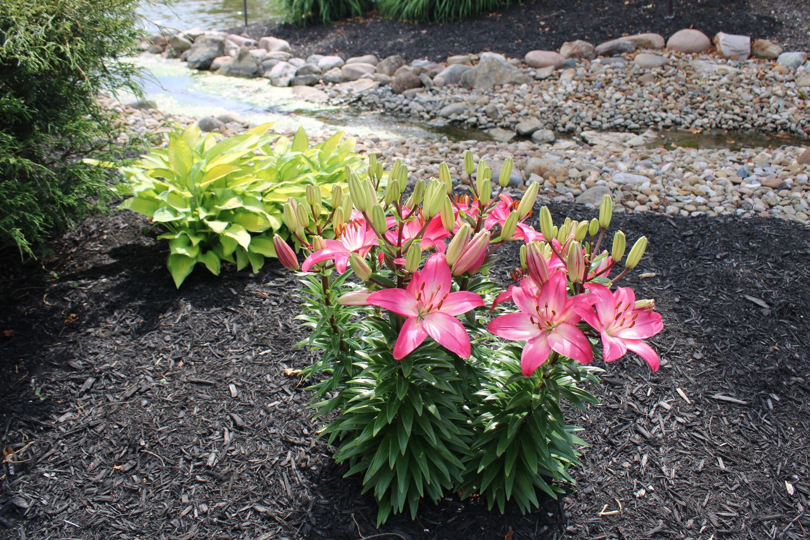 Stone-lined garden feature with flowering perennials